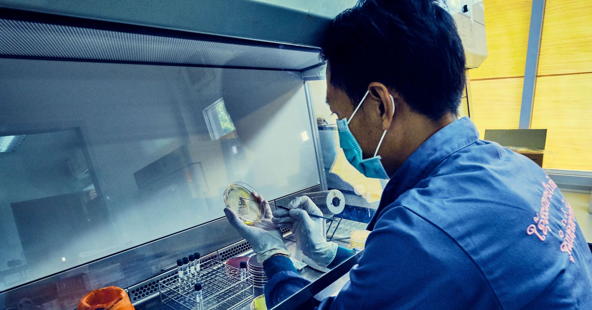 WP33228 A man works in a laboratory wearing gloves and holding a petri dish